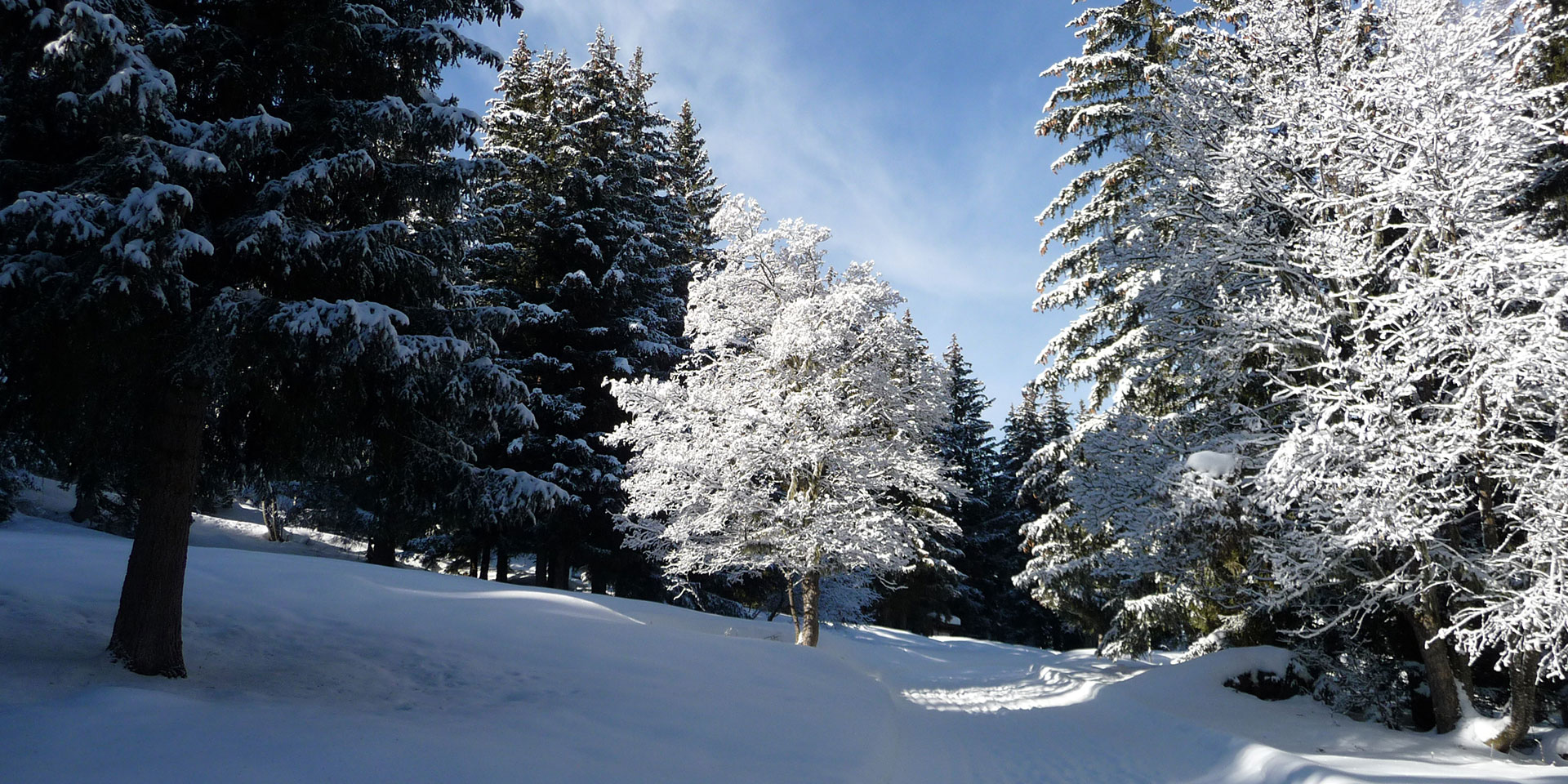 In the forest of La Tania in winter.